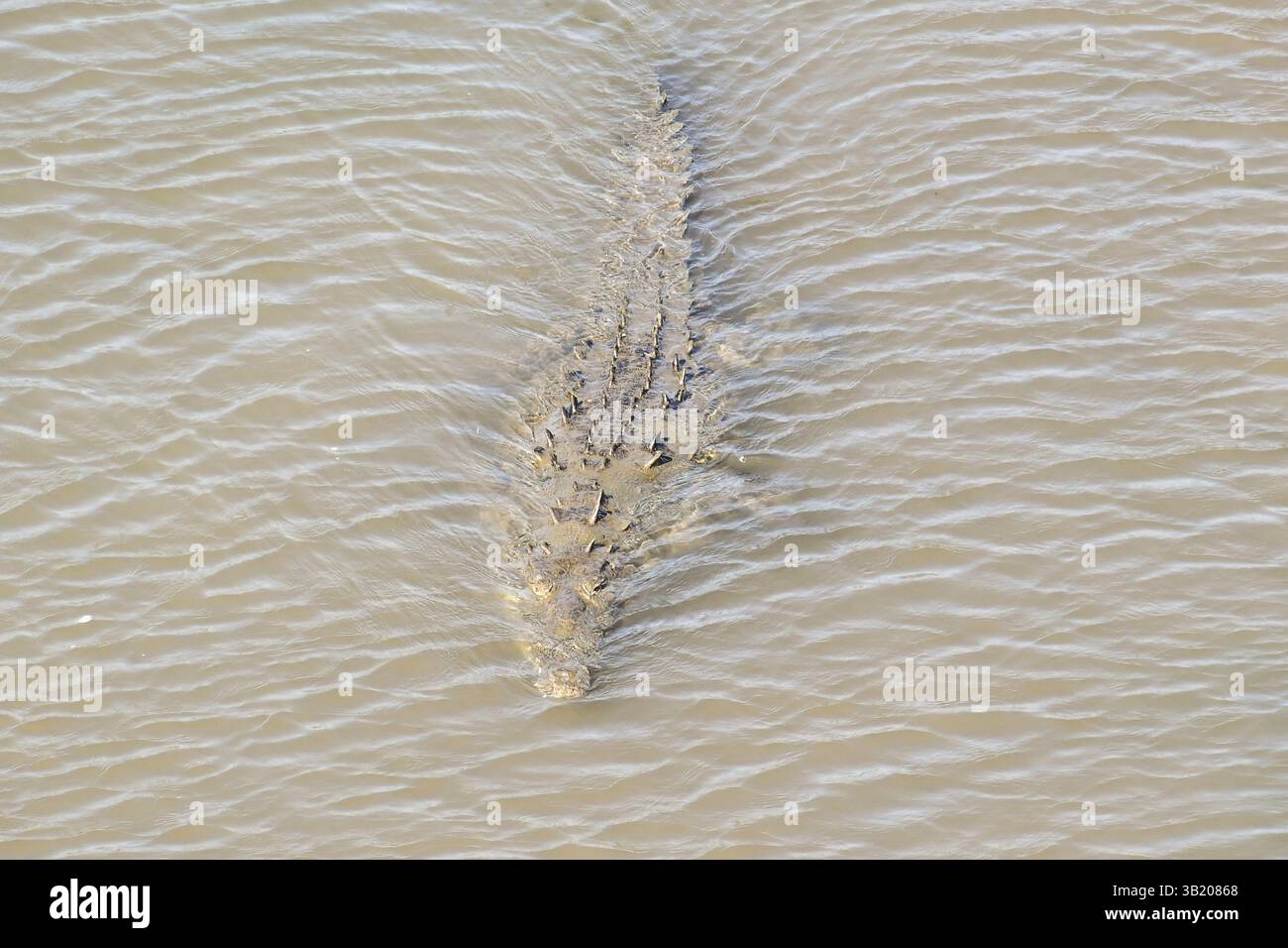 Consistenza di corteccia di palma, foto come sfondo Foto Stock