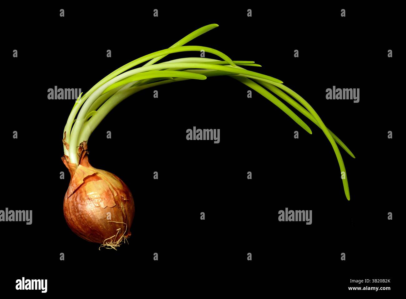 Vecchia cipolla germogliata dimenticata con lunghe piume verdi e radici su sfondo nero Foto Stock