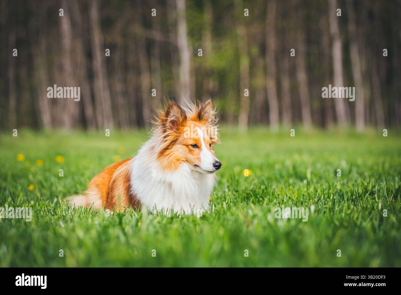 Sheepdog Shetland Foto Stock