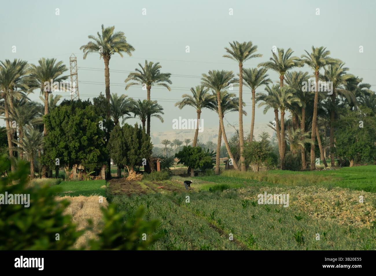 Oasis de Siwa, Egipto Foto Stock