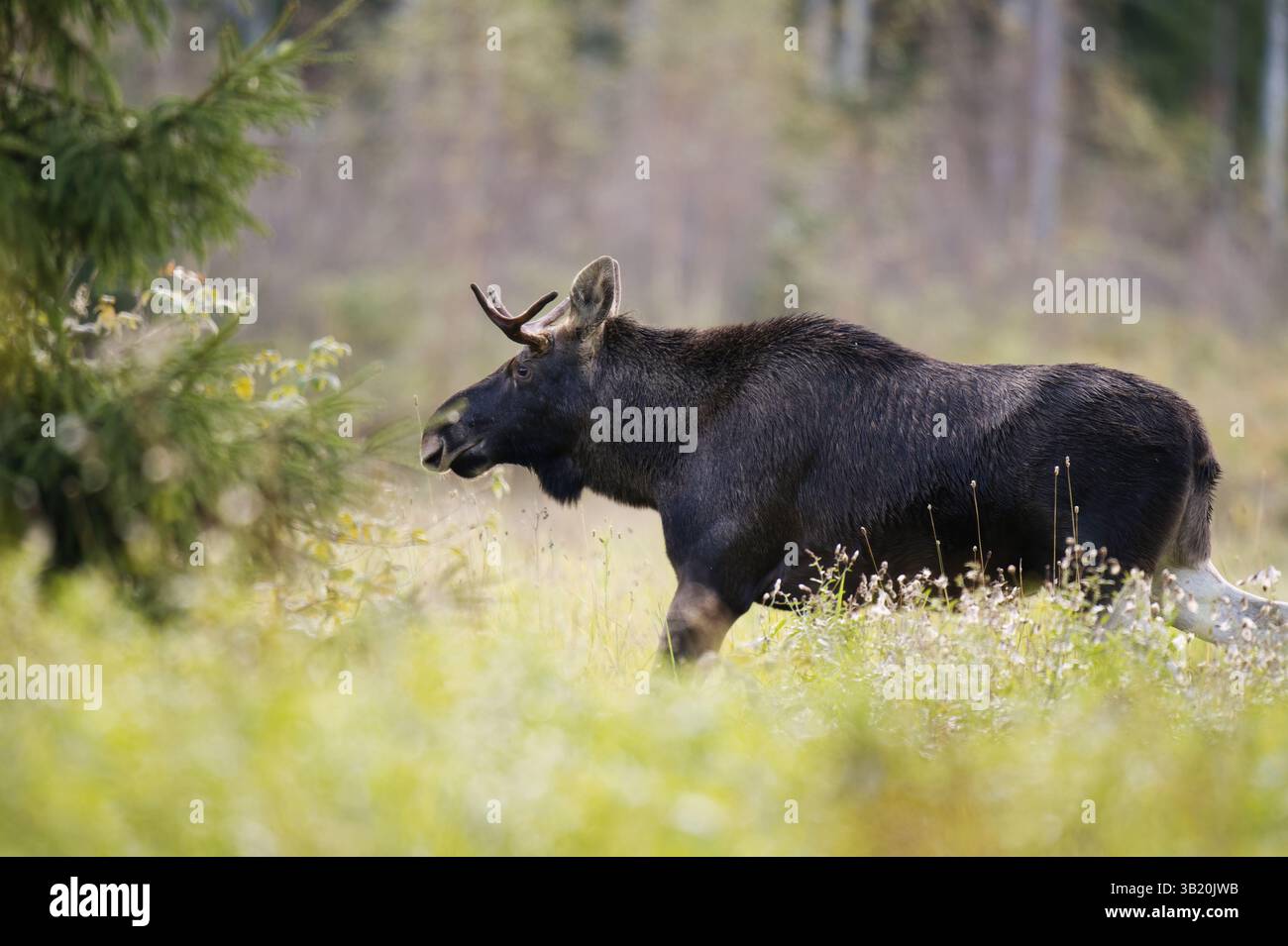 Alci o alci (Alces alces) che si nutrono nel campo in autunno. Foto Stock
