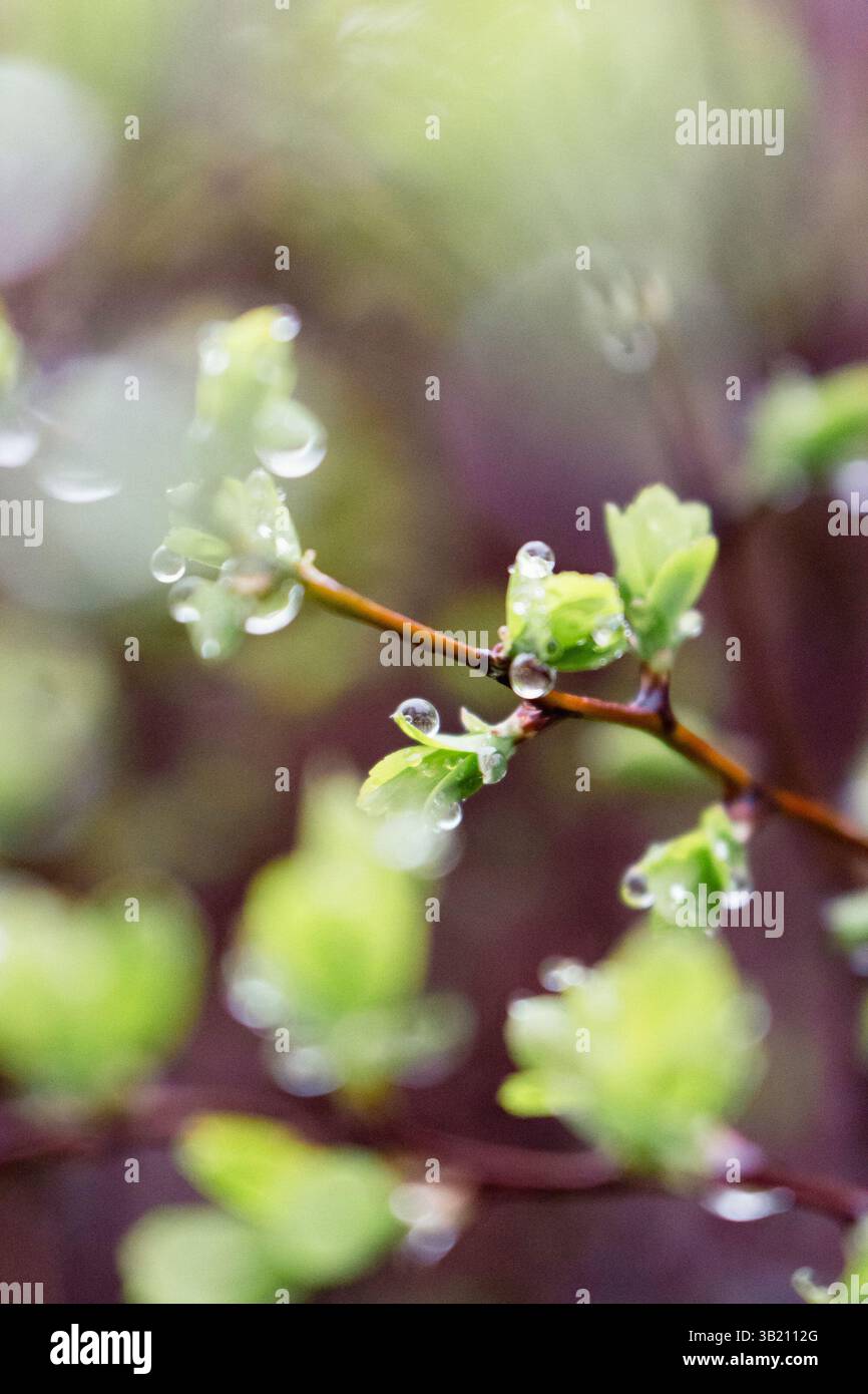 Rugiada su foglie verdi primo piano. Gocce di pioggia sul cespuglio con foglie giovani. Un ambiente naturale fresco. Giardino con goccioline. Il concetto primaverile. Tempo piovoso Foto Stock