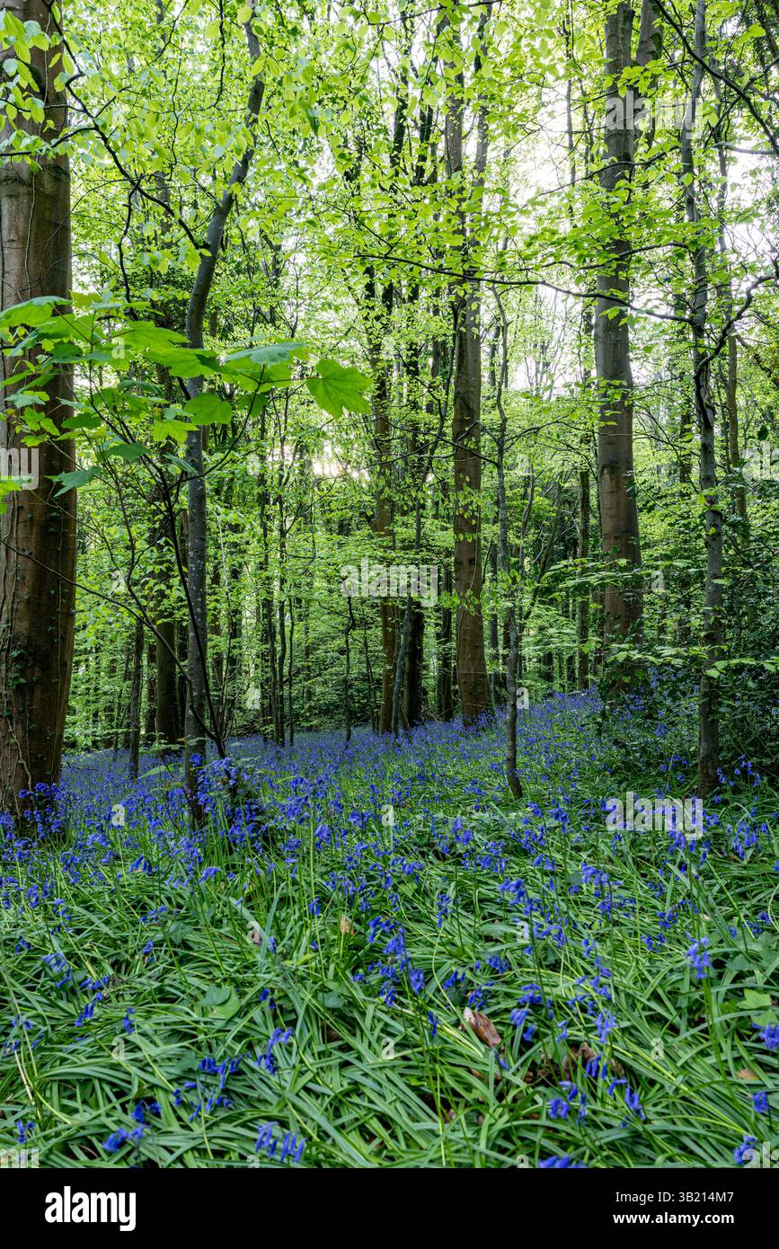 Newry, Irlanda del Nord. 26 aprile 2025. Bluebells in fiore in the Big Wood, warrenpoint, Irlanda del Nord credito: Bonzo/Alamy Live News Foto Stock