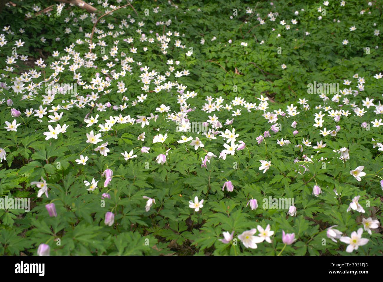 Un tappeto di anemone in legno fiorito. Foto Stock