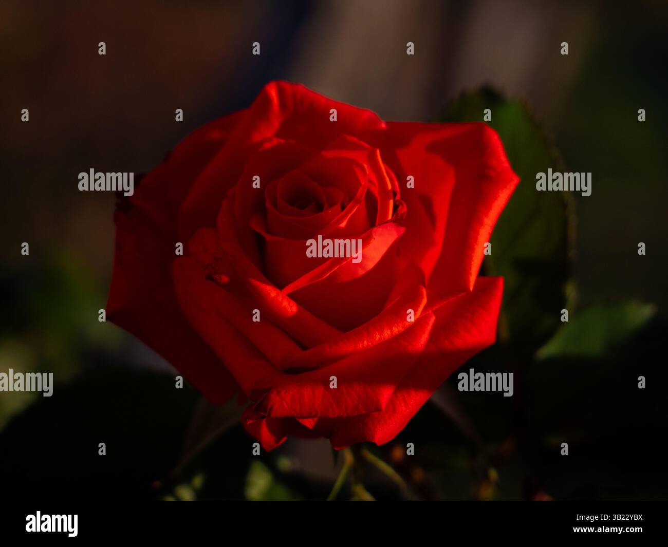 Rosa rossa vivace sotto l'illuminazione scenica in un giardino Foto Stock
