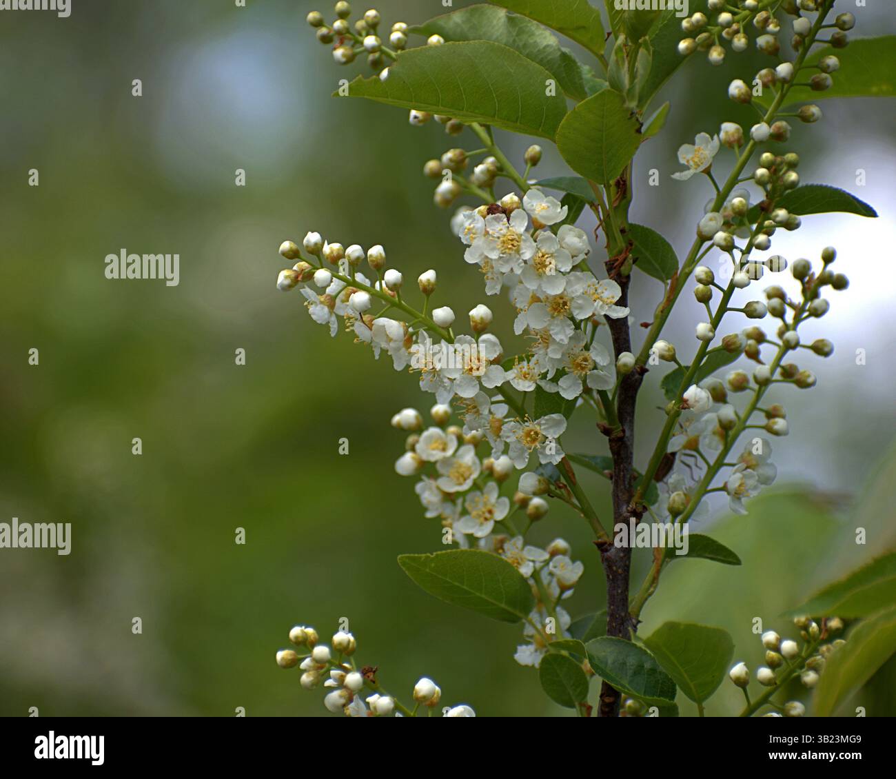 Primo piano di fiori di ciliegio (Prunus padus) in primavera, che mostrano fiori bianchi in ammassi su un morbido sfondo verde. Foto di Hugo E. Foto Stock