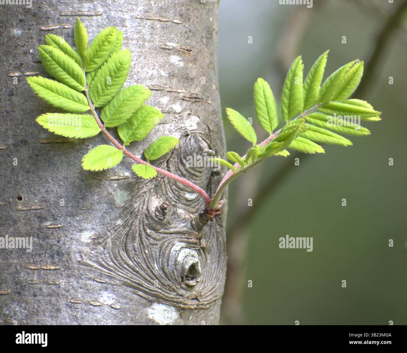 Foglie fresche di rowan (Sorbus aucuparia) che emergono direttamente dal tronco dell'albero, evidenziando la crescita primaverile e la consistenza della corteccia. Foto di Hugo E. Foto Stock