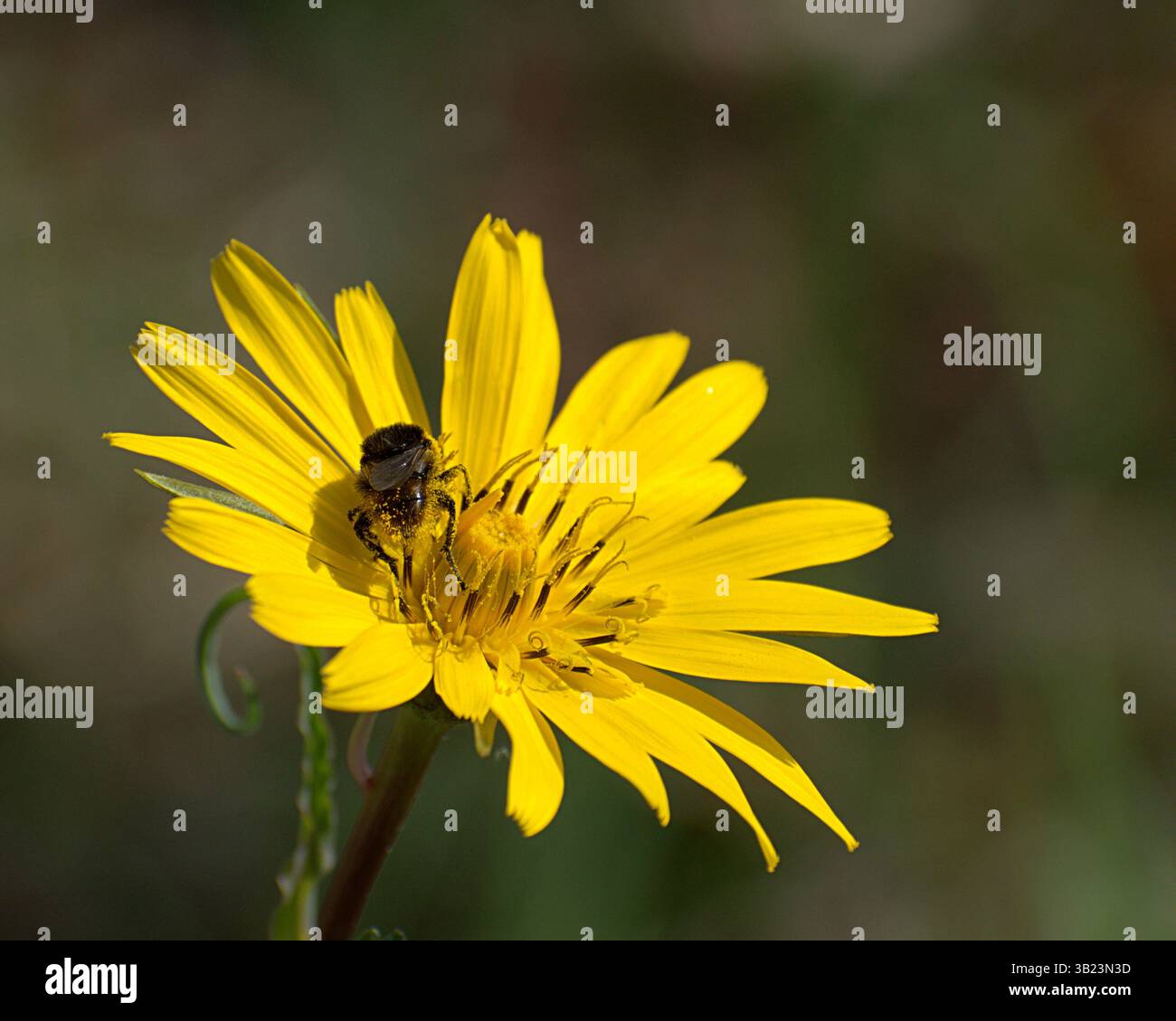Un bumblebee coperto di polline visita un fiore composito giallo brillante, probabilmente una barba di capra (specie di Tragopogon), in un prato illuminato dal sole. Immagine macro di Foto Stock