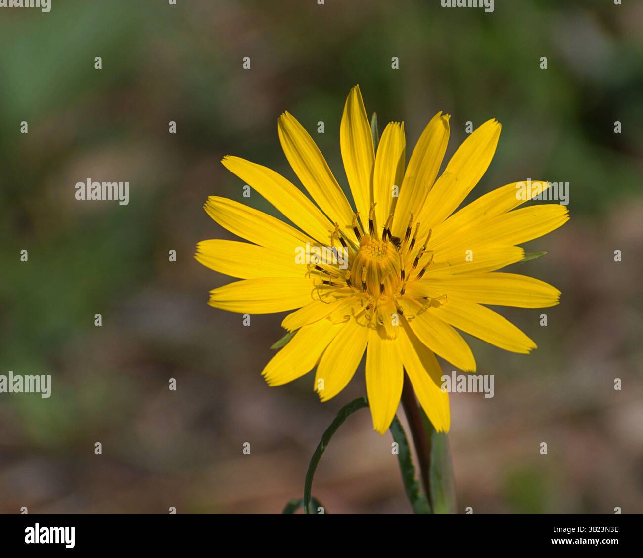 Primo piano di una barba gialla di capra (Tragopogon pratensis) in fiore, che mostra i suoi luminosi petali radiali e i raffinati dettagli floreali. Foto di Hugo Emanuel Foto Stock