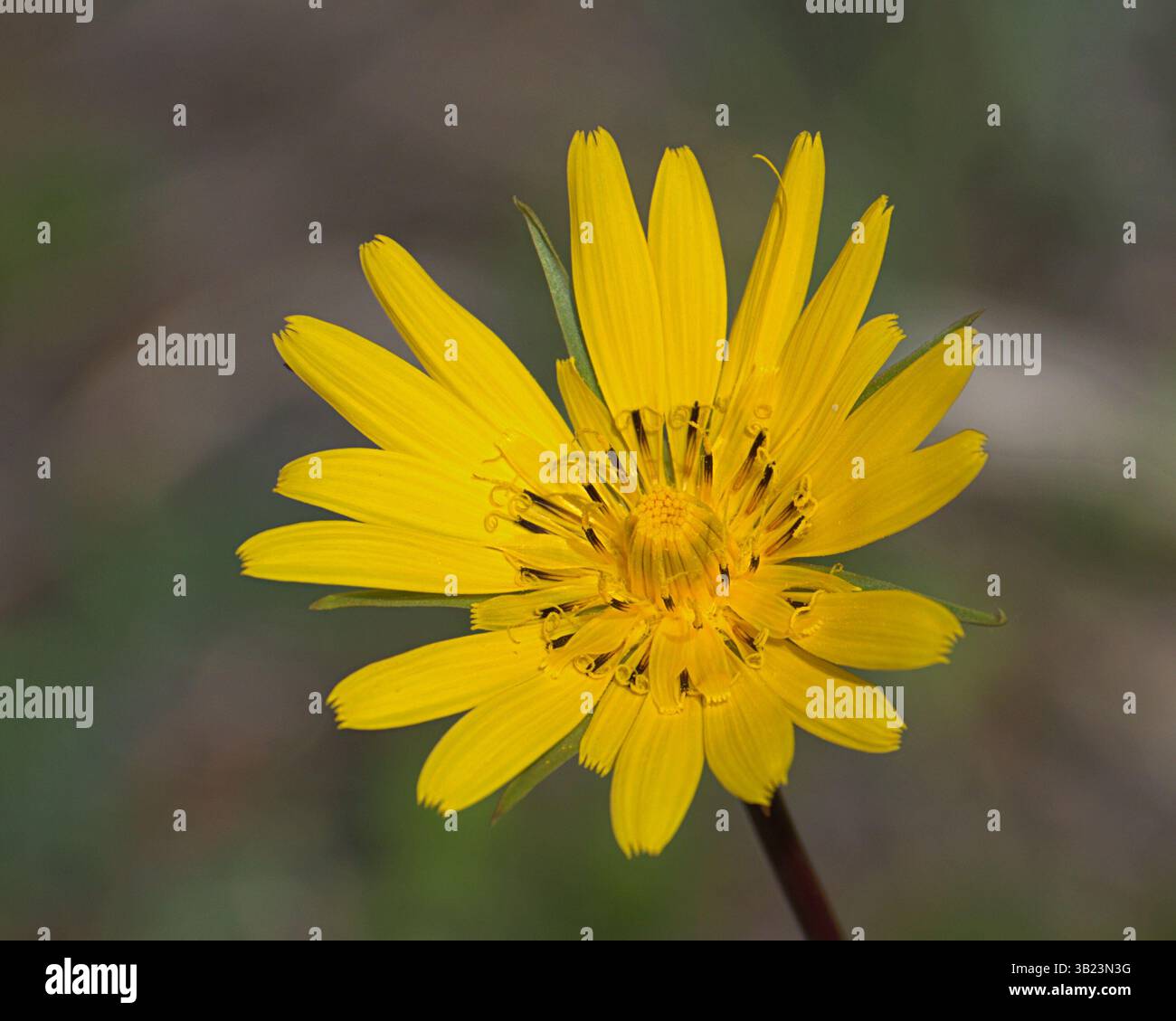 Primo piano di una barba gialla di capra (Tragopogon pratensis) in fiore, che mostra i suoi luminosi petali radiali e i raffinati dettagli floreali. Foto di Hugo Emanuel Foto Stock