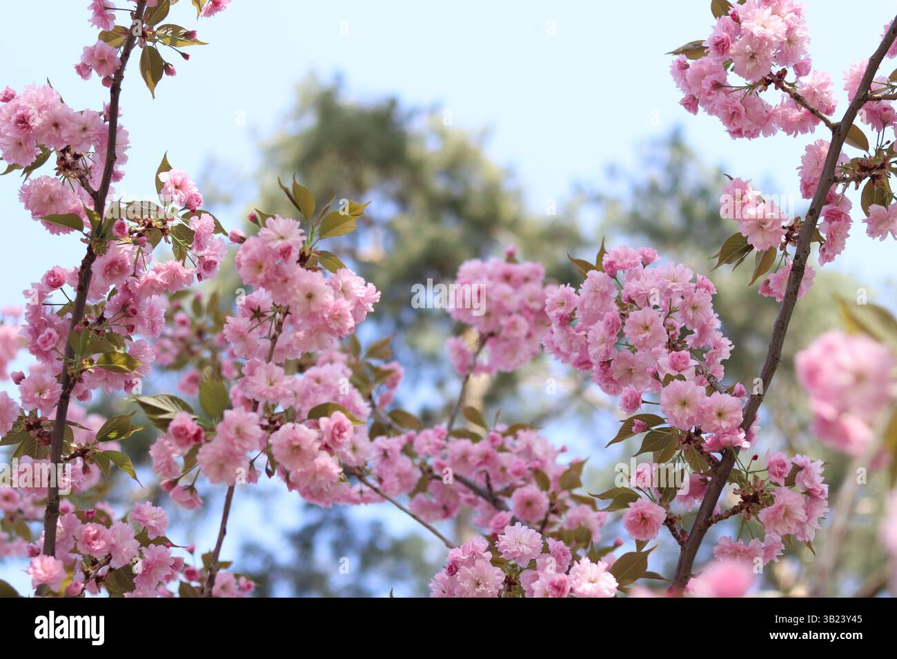 Sakura in piena fioritura. Splendidi fiori sakura rosa con una messa a fuoco morbida. Fiori da vicino. Sfondo primaverile. Fioritura dell'albero di sakura nel parco Foto Stock