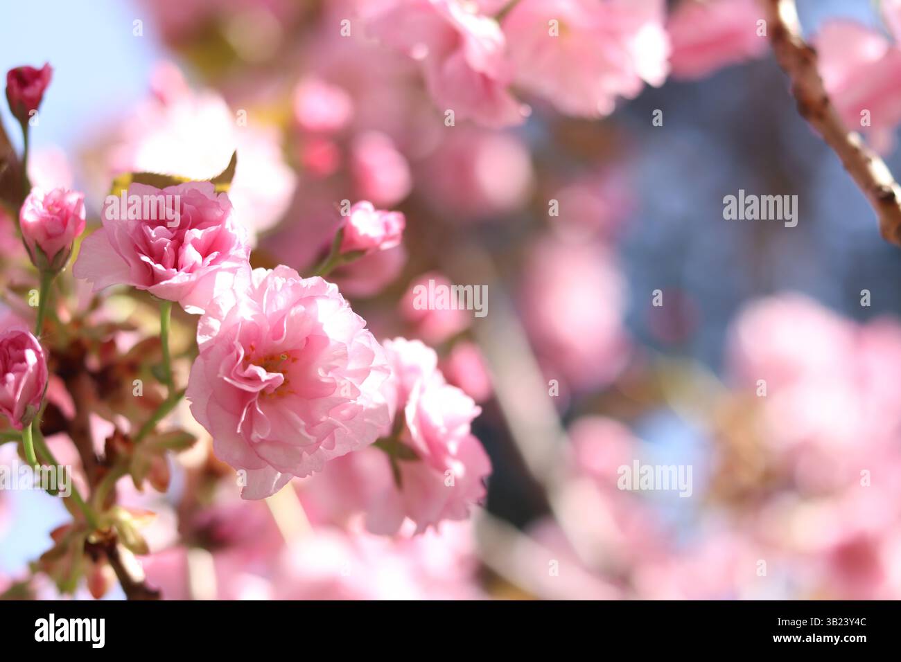 Sakura in piena fioritura. Splendidi fiori sakura rosa con una messa a fuoco morbida. Fiori da vicino. Sfondo primaverile. Fioritura dell'albero di sakura nel parco Foto Stock