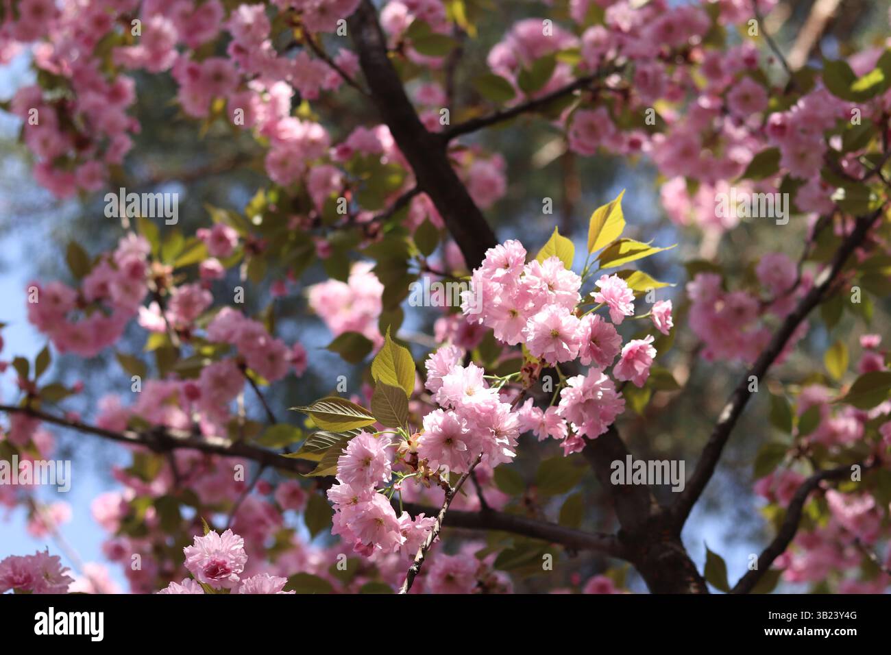 Sakura in piena fioritura. Splendidi fiori sakura rosa con una messa a fuoco morbida. Fiori da vicino. Sfondo primaverile. Fioritura dell'albero di sakura nel parco Foto Stock