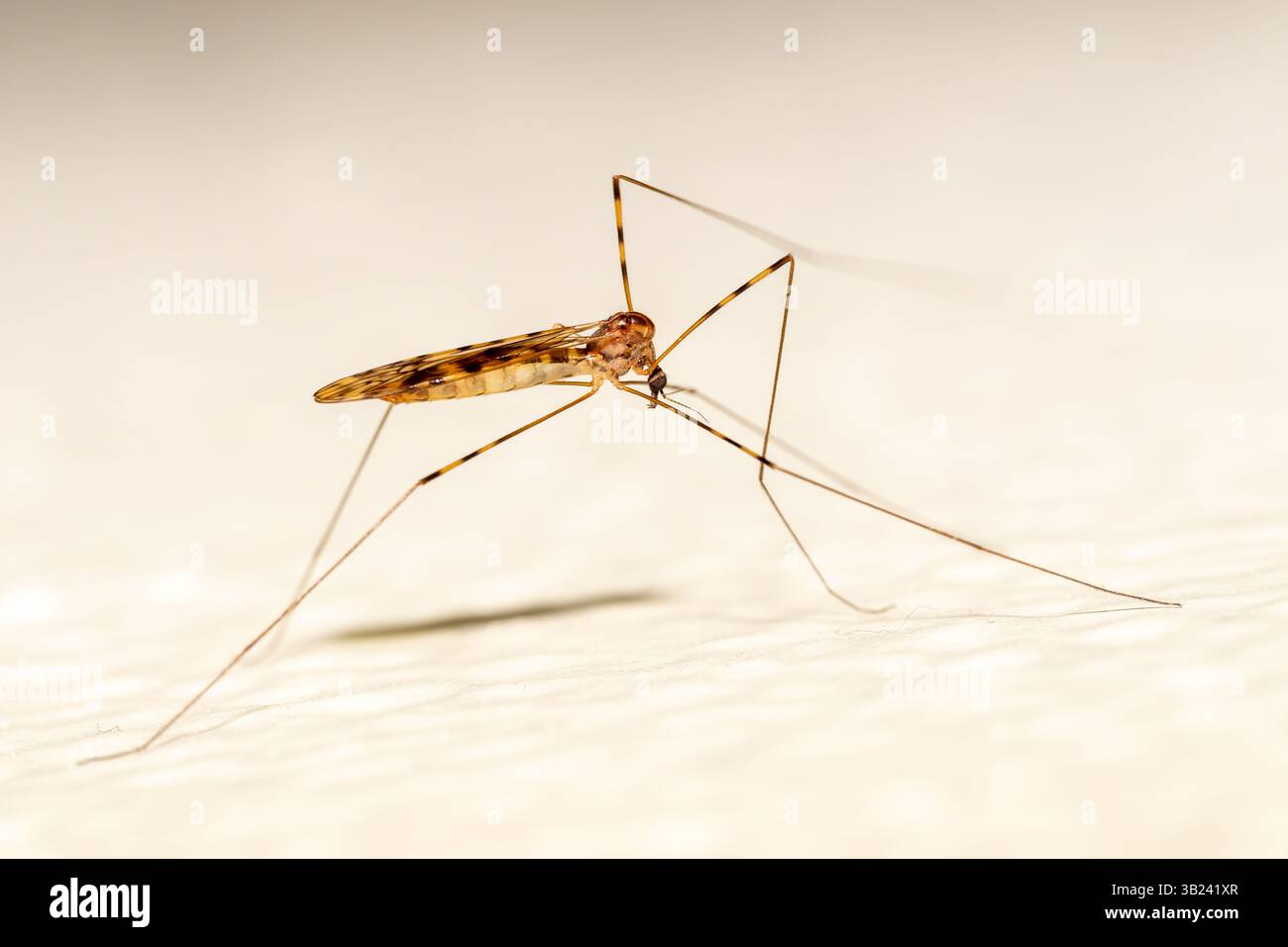 Limonia nubeculosa, una gru vola, che riposa su una parete di una camera da letto, fotografata in un ambiente interno. Foto Stock