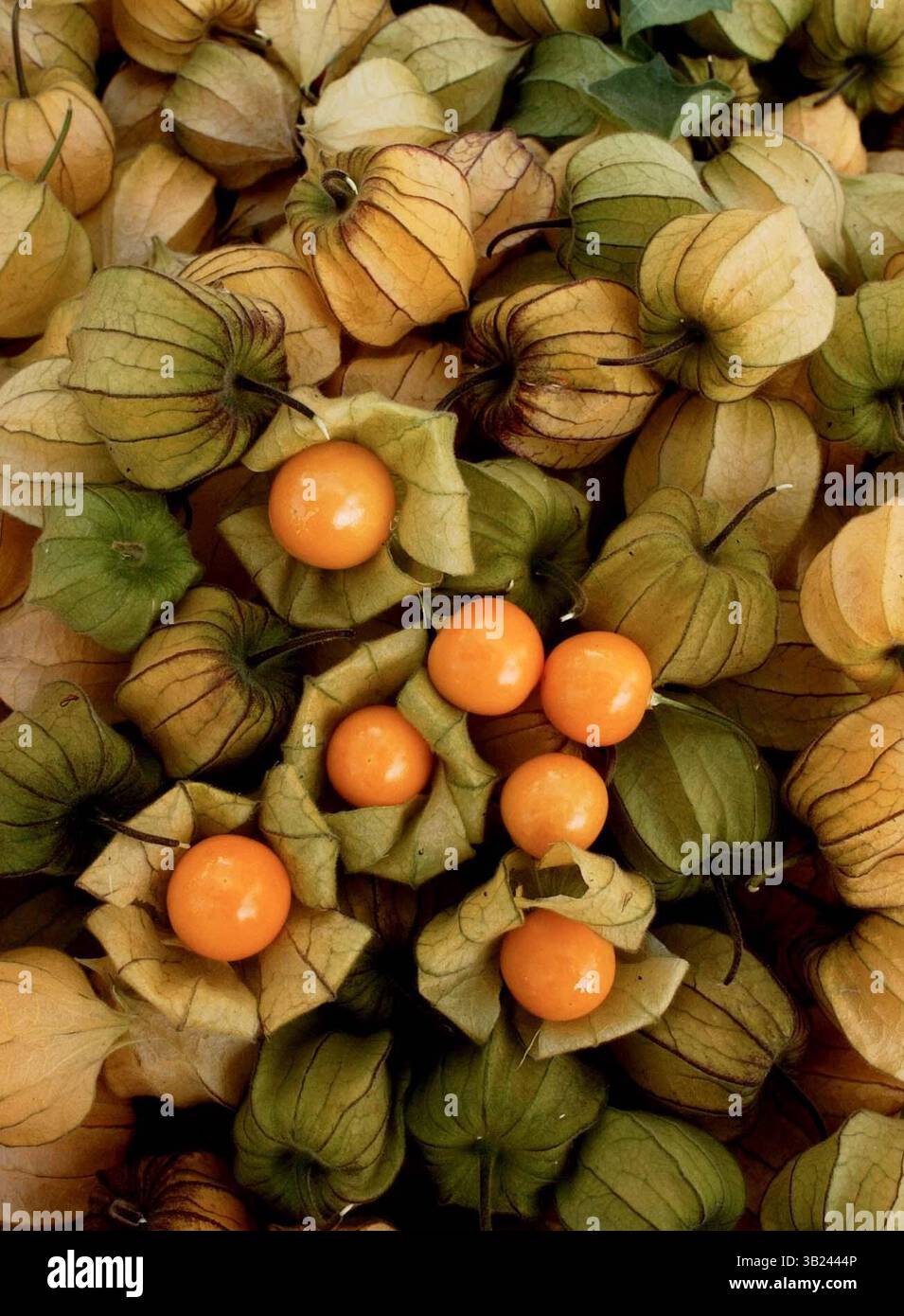 18 gennaio 2011 - BOGOTA COLOMBIA - Originaria del PerÃº, es la segunda fruta de exportaciÃ³n colombiana, despuÃ©s del banano. Como es una planta silvestre se encuentra en toda SuramÃ©rica, pero, sÃ³lo aquÃ­ se cultiva con fines comerciales. Las plantas de uchuva se demoran cinco meses para dar sus primeros frutos, pero luego tienen una producciÃ³n constante. Una mata puede dar hasta 20 chili. EN efecto, en los municipios de Silvania, Granada y Pasca, en el centro de Cundinamarca, se encuentra el 80 por ciento de la producciÃ³n nacional. EN Antioquia y BoyacÃ se cultiva, pero en menores proporci Foto Stock