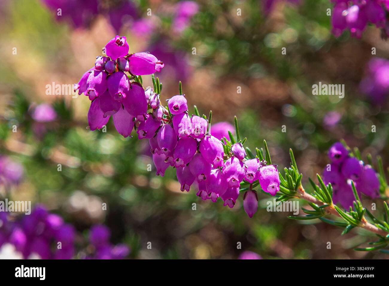 Macro di un ramo di fiori di uva erica al sole Foto Stock