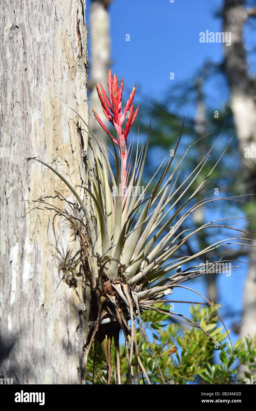 Common Air Plant (Tillandsia fasciculata) si trova nelle paludi attaccate a legni duri e pini, ma soprattutto cipresso. Annuale con fiori a punta rossa Foto Stock