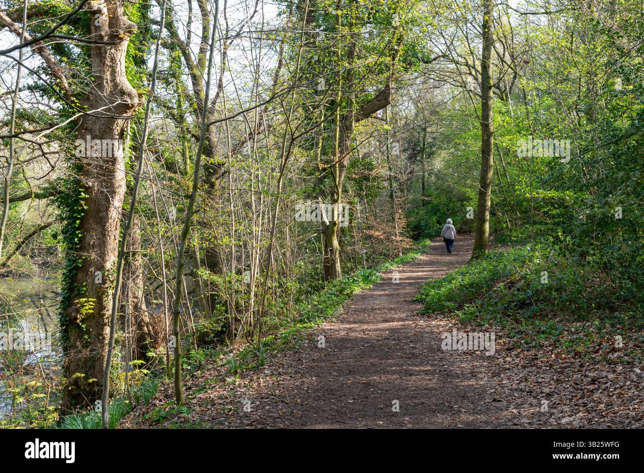 Donna della natura che cammina nei boschi a Lymm Dam, Cheshire, Inghilterra. Foto Stock