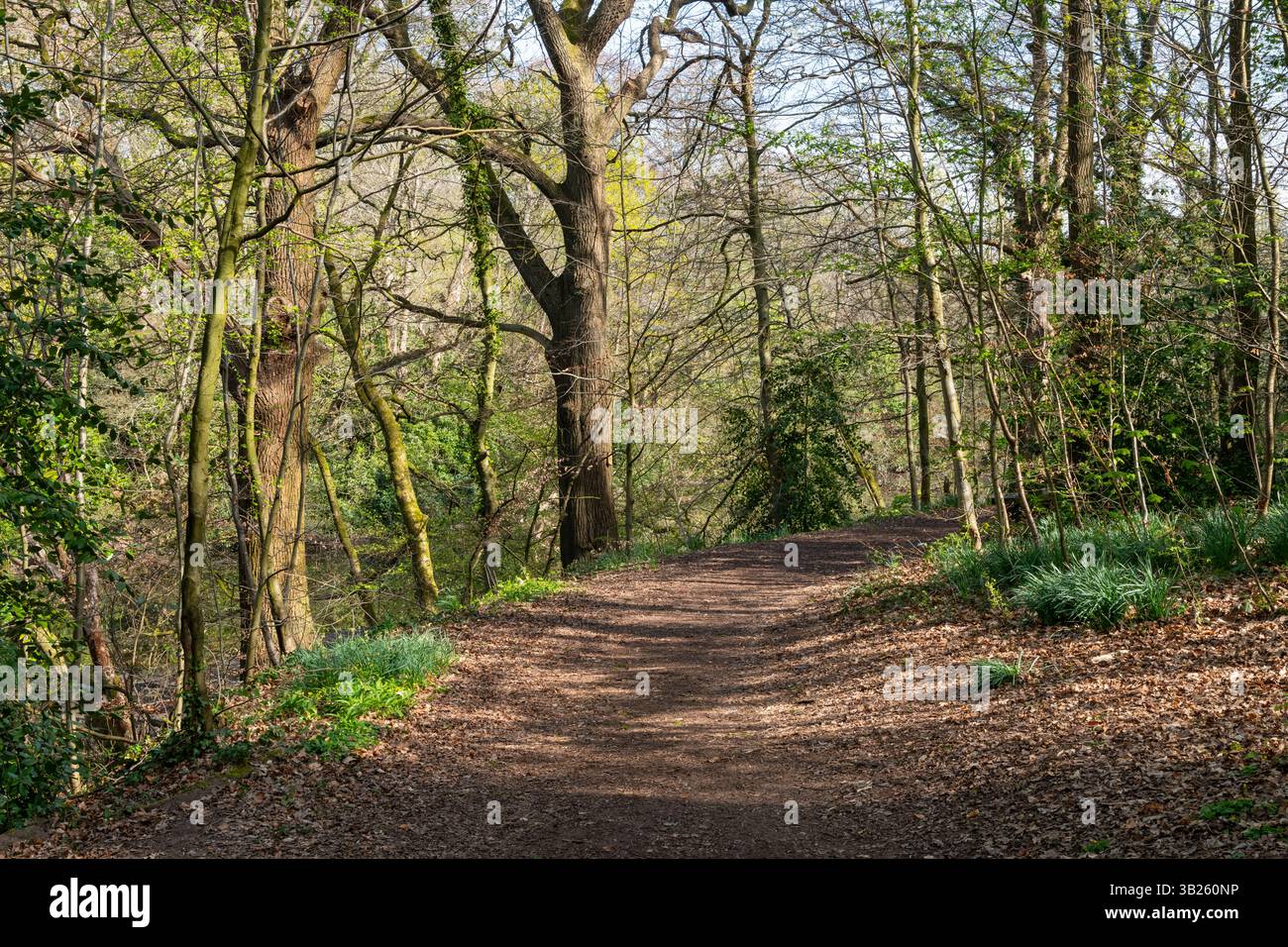 Bosco a Lymm Dam, in primavera, sotto il sole, nel Cheshire, in Inghilterra. Foto Stock