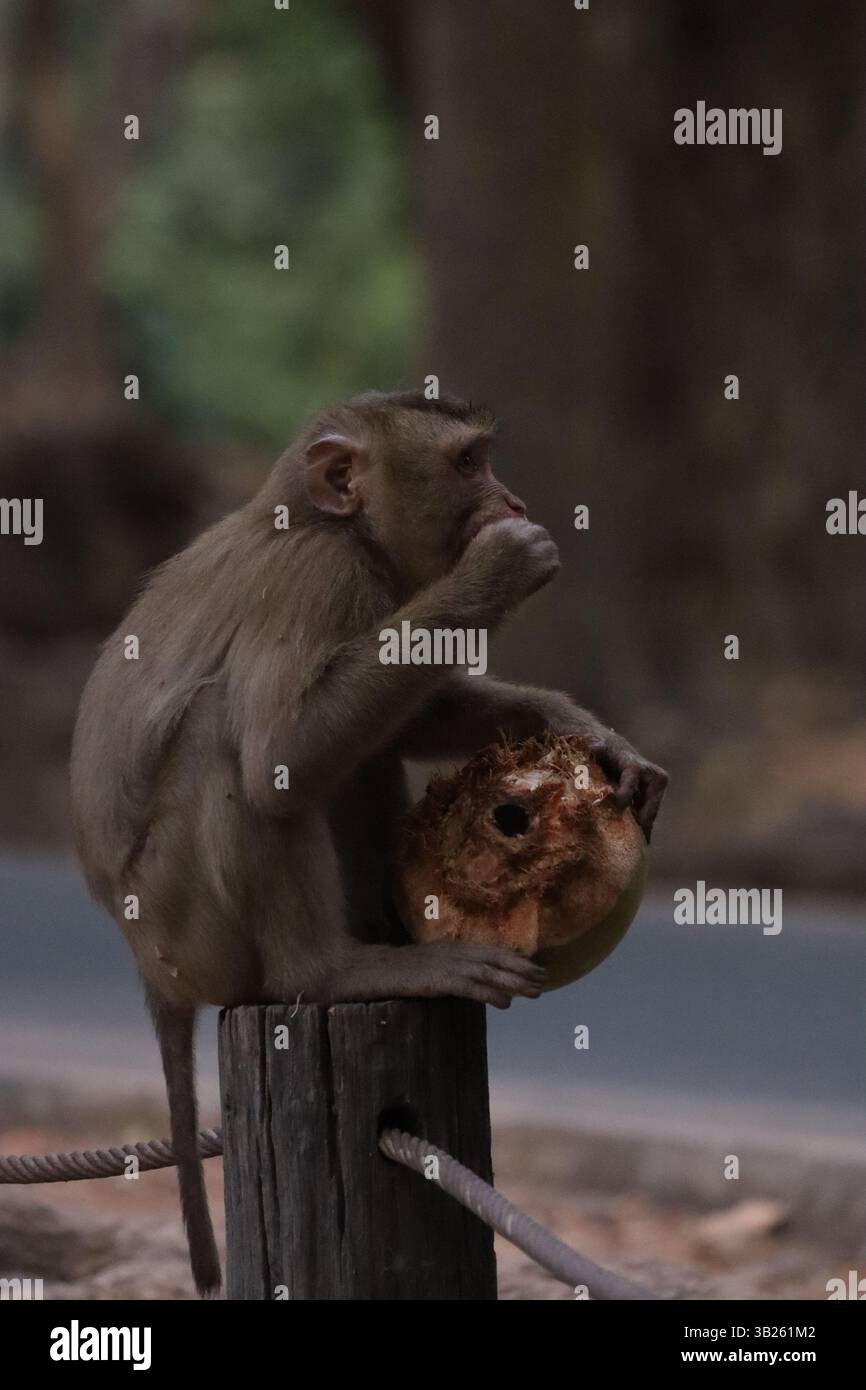 Tempio di angor wat immagini e fotografie stock ad alta risoluzione - Alamy