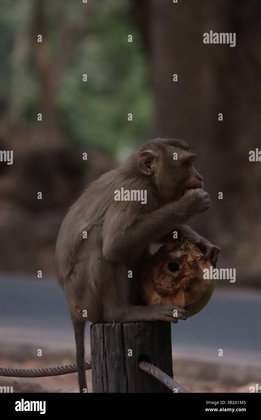 Tempio di angor wat immagini e fotografie stock ad alta risoluzione - Alamy