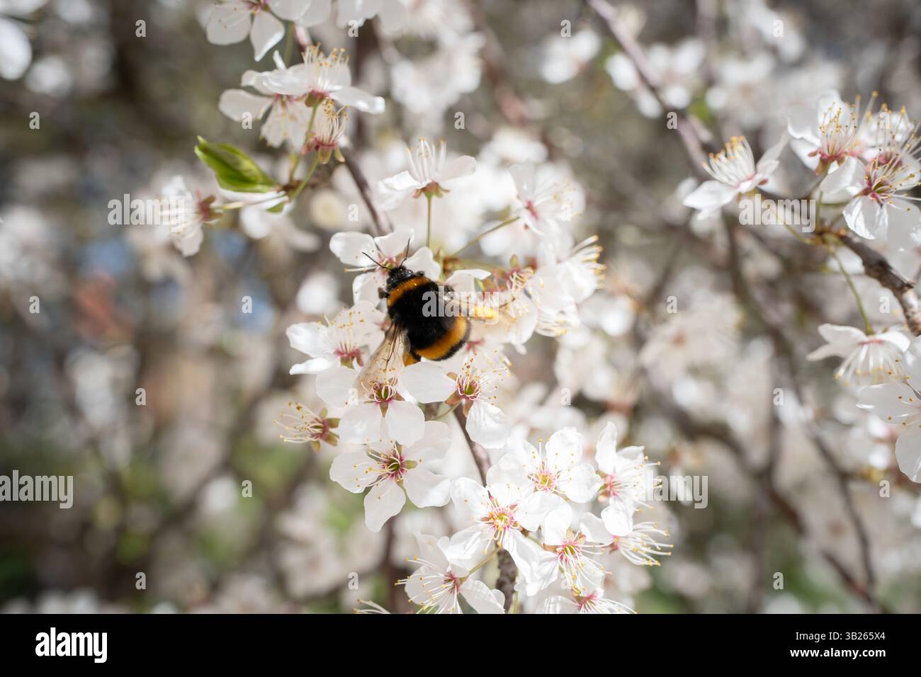 Il giardino fiorisce sul cielo blu Foto Stock