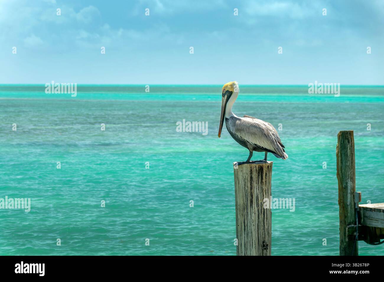 Pellicano marrone su un molo di legno, sfondo caraibico, Islamorada, paesaggio delle Florida Keys Foto Stock