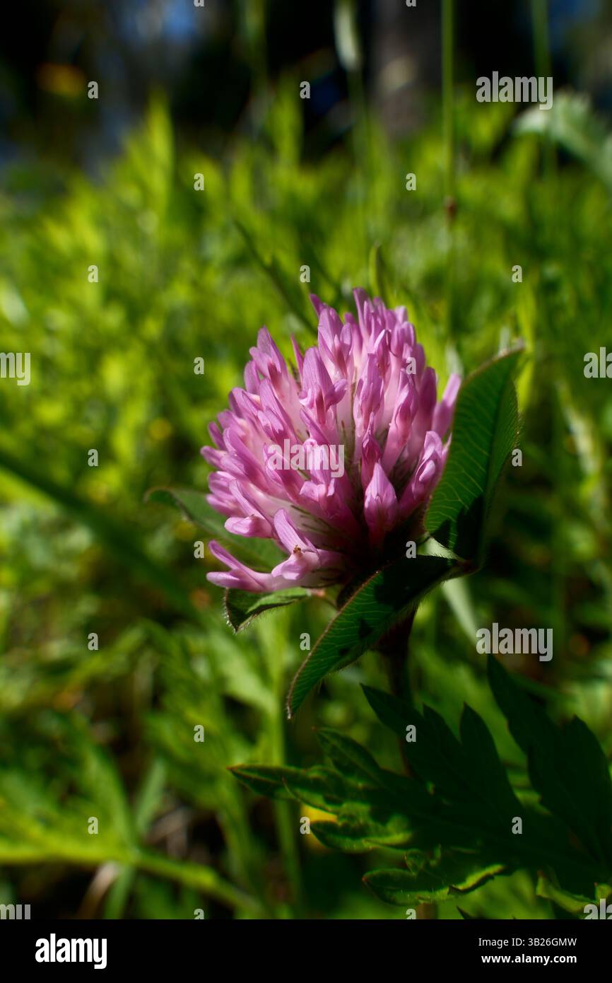 Fiore di trifoglio viola sul prato con erba verde. Trifoglio o trifoglio (Trifolium pratense) Foto Stock