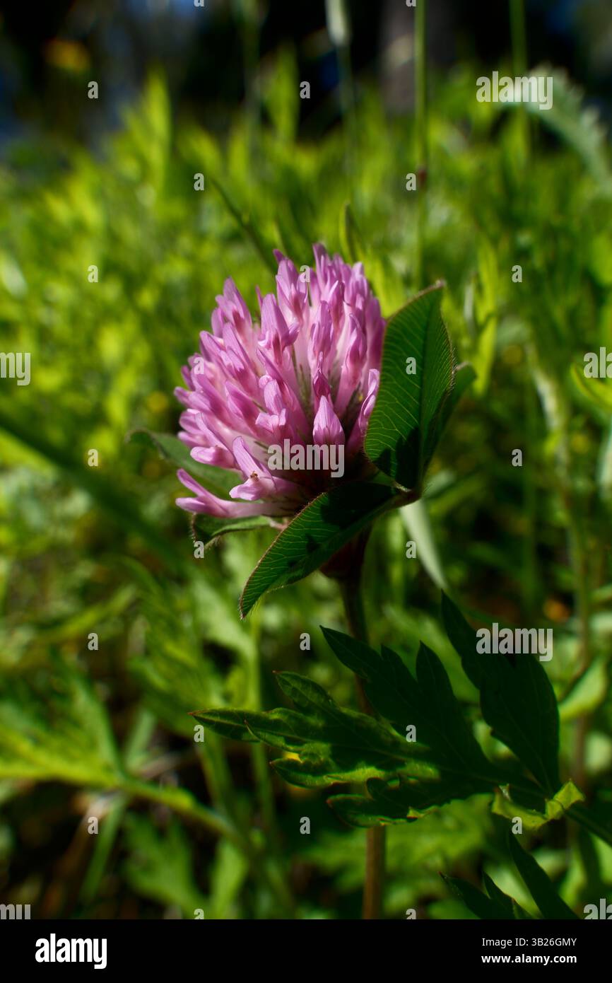 Fiore di trifoglio viola sul prato con erba verde. Trifoglio o trifoglio (Trifolium pratense) Foto Stock