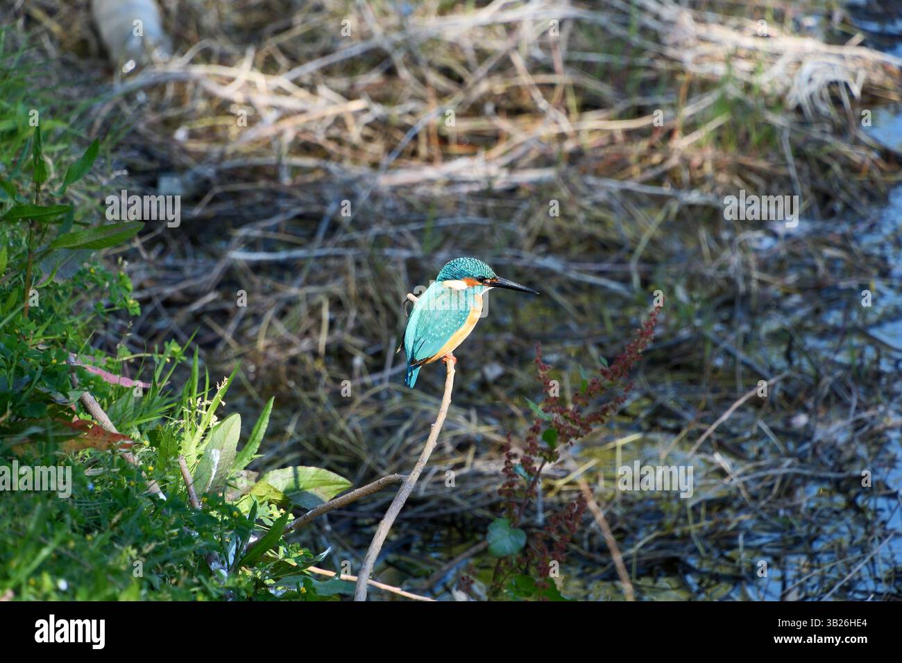 KingFisher (Alcedo atthis). Uccello blu sulla riva dello stagno Foto Stock