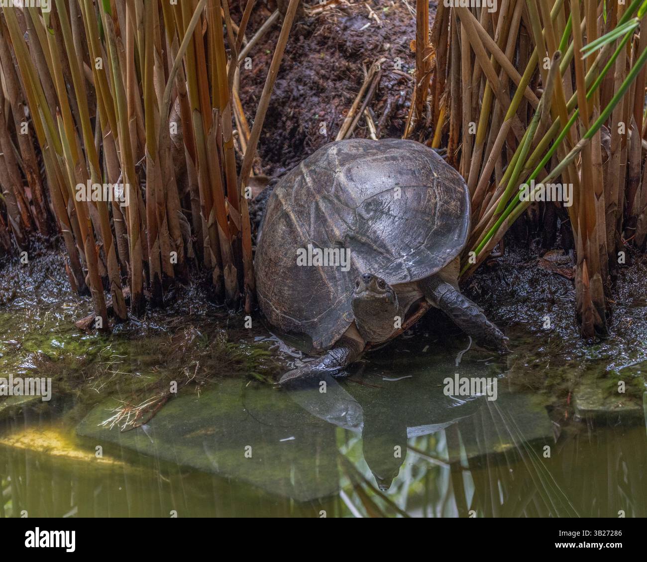 Una tartaruga con gusci di mandorle dello Sri Lanka in uno stagno nel sud dello Sri Lanka Foto Stock