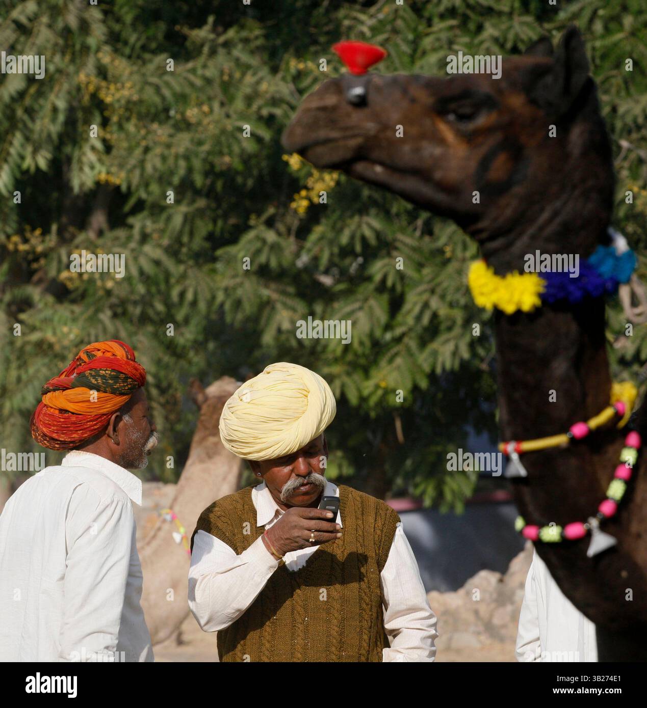 25 ottobre 2009 - Pushkar, Rajasthan, India - gli acquirenti e i venditori di cammelli sono molto impegnati durante la fiera del cammello a Pushkar, Rajasthan, India 2009. (Immagine di credito: © Amiran White/ZUMA Press) Foto Stock