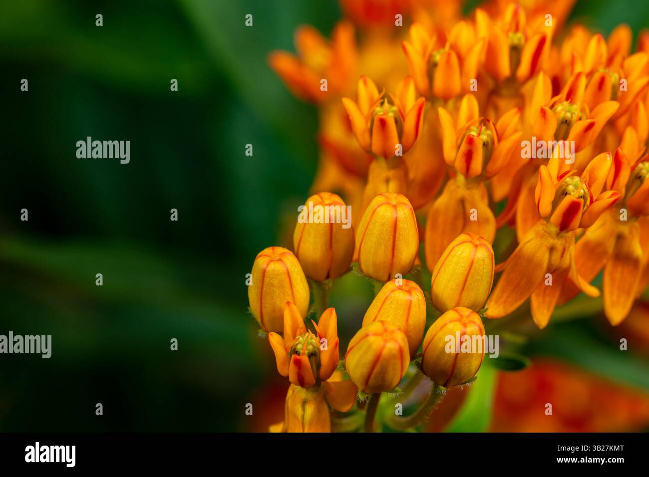 Erba farfalla con fiori d'arancio. Giardino di fiori selvatici, giardinaggio e concetto di habitat delle farfalle monarca. Foto Stock