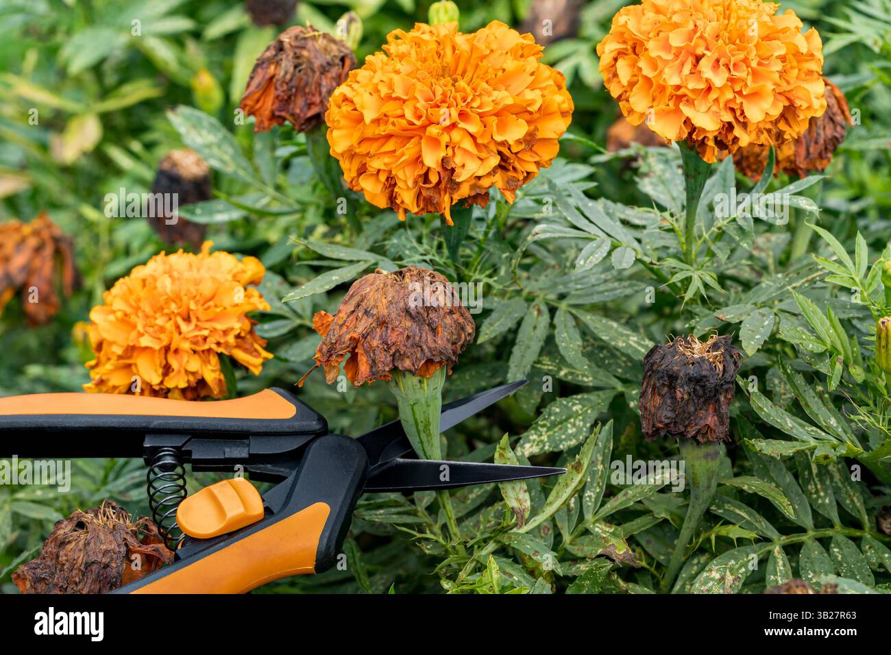 Pianta di Marigold con fiori selvatici. Concetto di deadheading floreale, cura delle piante e giardinaggio. Foto Stock