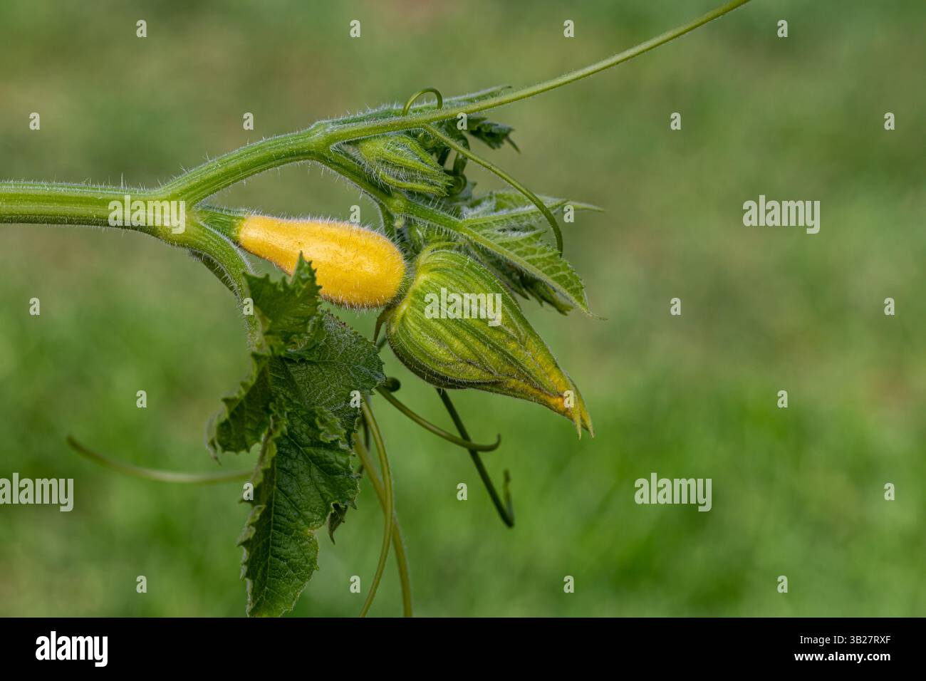 Vitigno ornamentale, decorativo, gourdo con frutta e fiori che crescono in giardino. Orto, giardinaggio e decorazione autunnale. Foto Stock