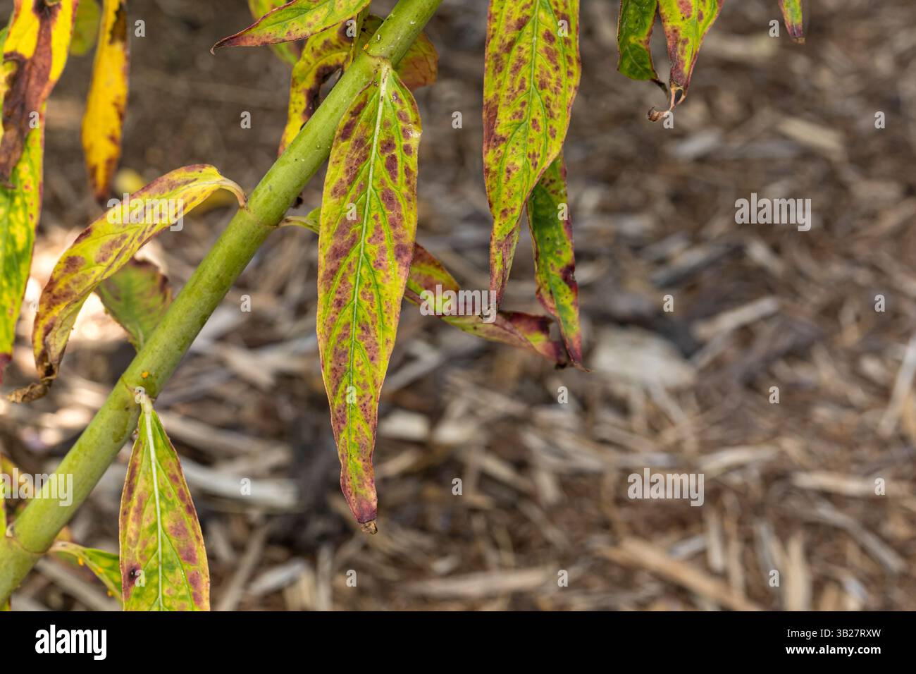 Fiore di alghe di palude con macchie nere e marroni sulle foglie. Milkweed fungo foglia malattia, cura delle piante e concetto di giardinaggio. Foto Stock