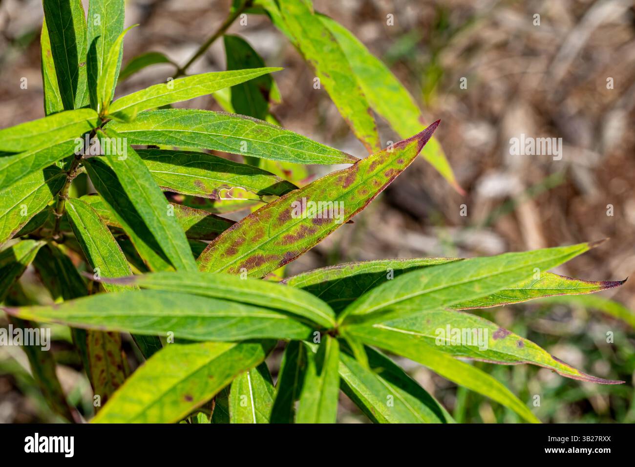 Fiore di alghe di palude con macchie nere e marroni sulle foglie. Milkweed fungo foglia malattia, cura delle piante e concetto di giardinaggio. Foto Stock