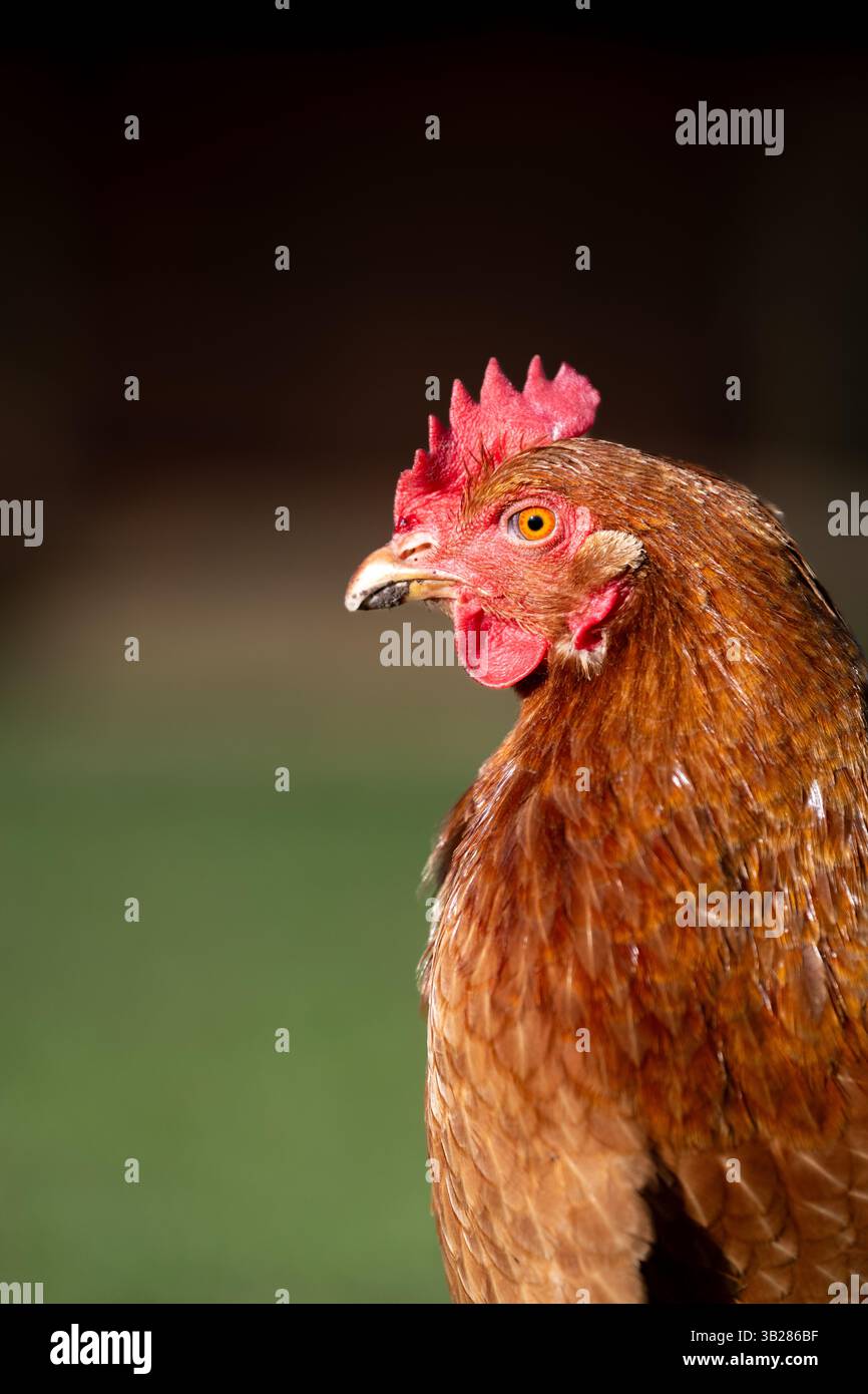 Galline da allevamento in terreni agricoli nel North Yorkshire, Regno Unito. Foto Stock