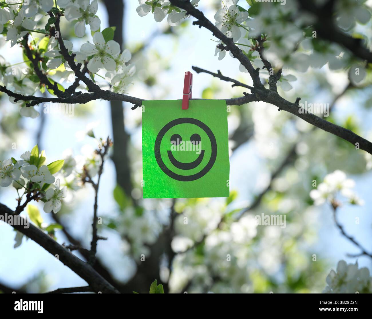 Una nota di carta verde con una faccia felice attaccata a un ramo di prugna in fiore con una spilla per abiti. Primo piano. Foto Stock