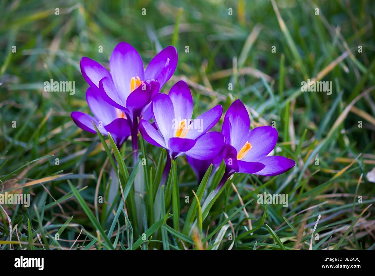 crocchi delicati abbracciano la luce del mattino Foto Stock