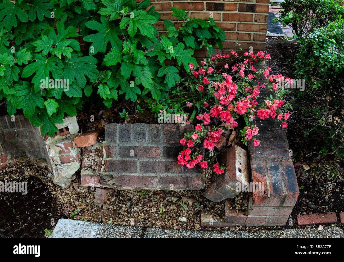 Un piccolo appezzamento di giardino su una strada del centro. Foto Stock