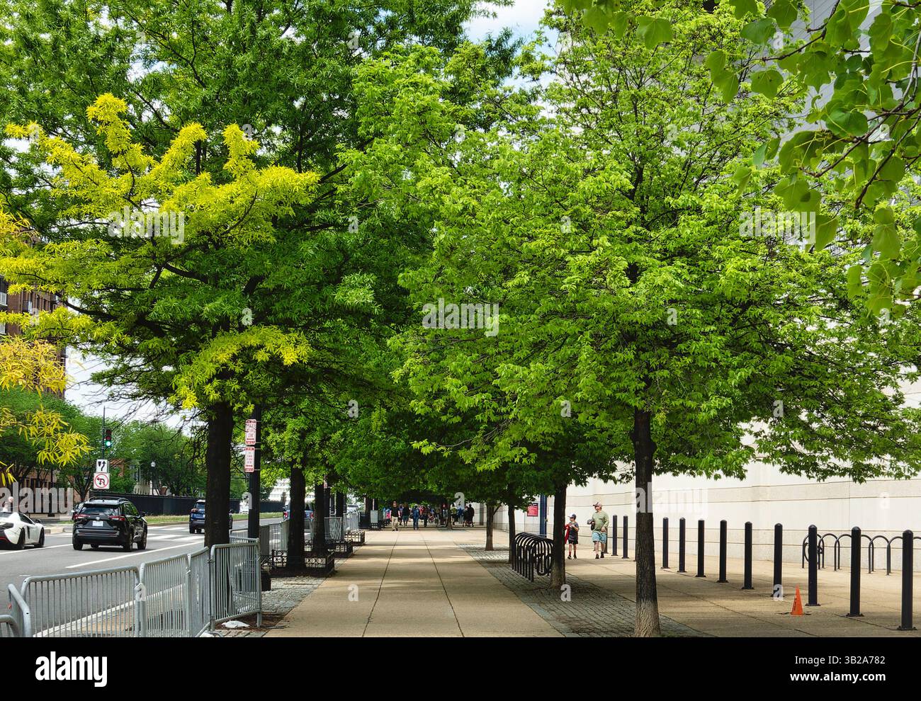 Un baldacchino di alberi fiancheggia una strada a Washington DC. Foto Stock