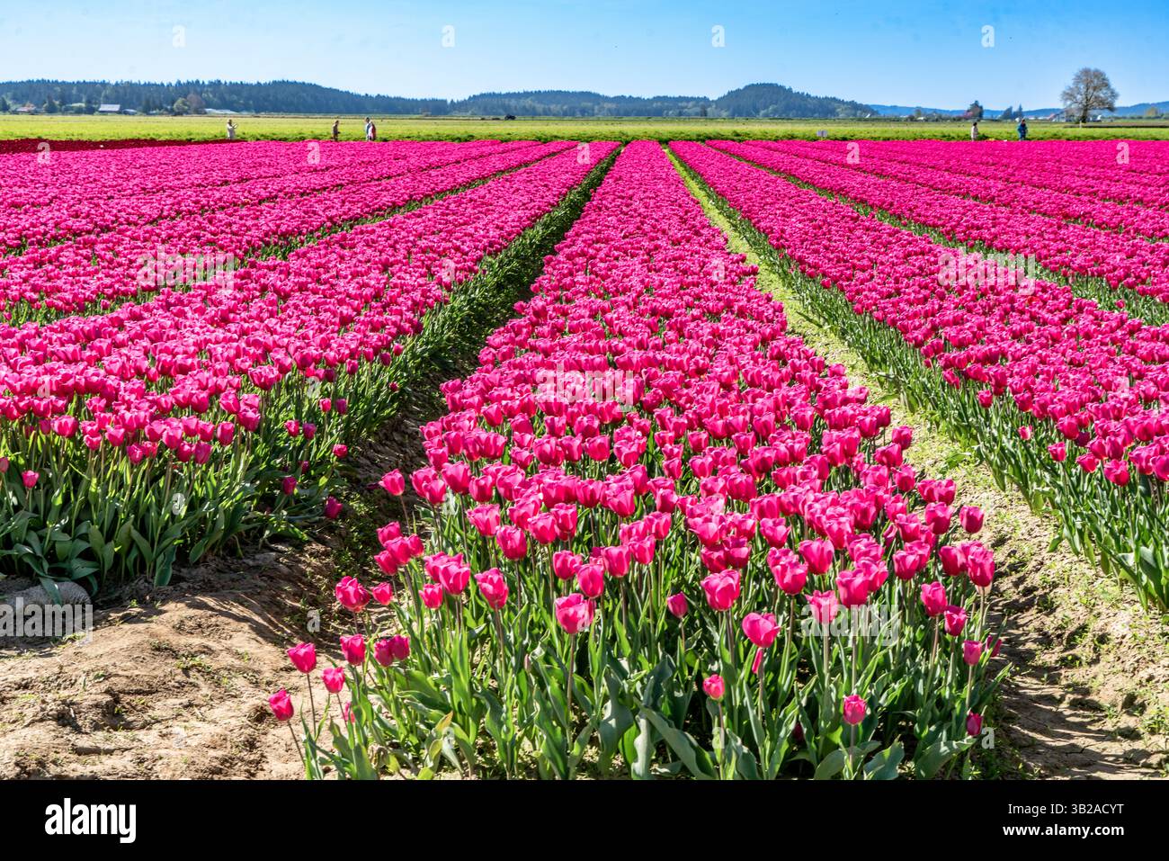 File di tulipani rosa a Mount Vernon, Washington. Foto Stock