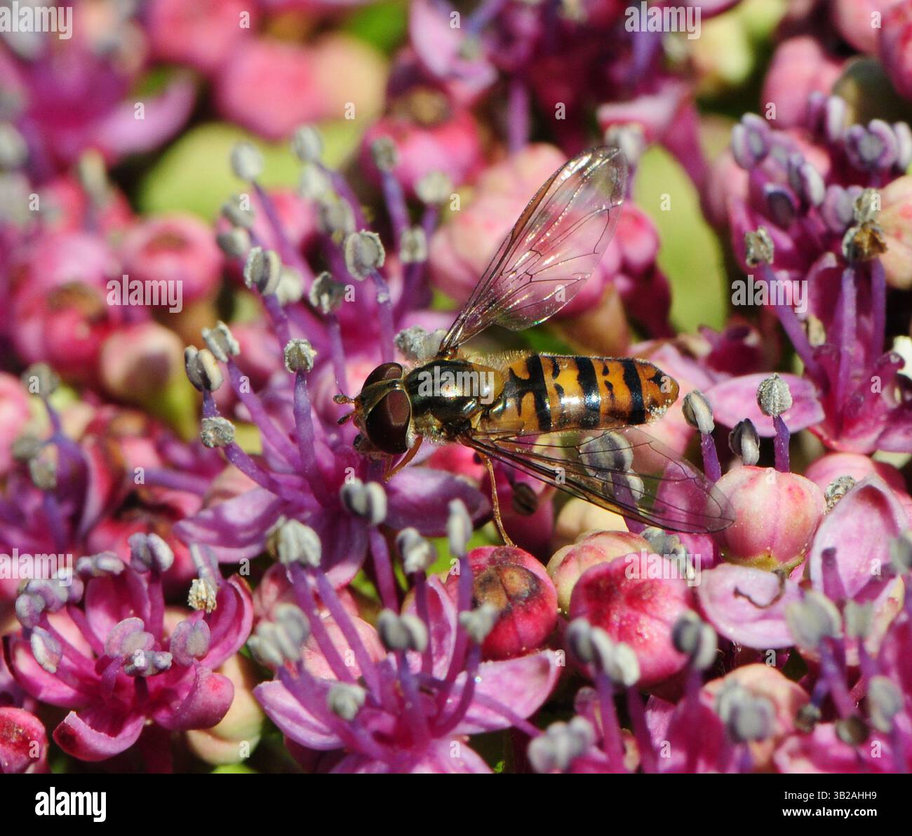 Hoverfly sul fiore di lacca Hydrangea Foto Stock