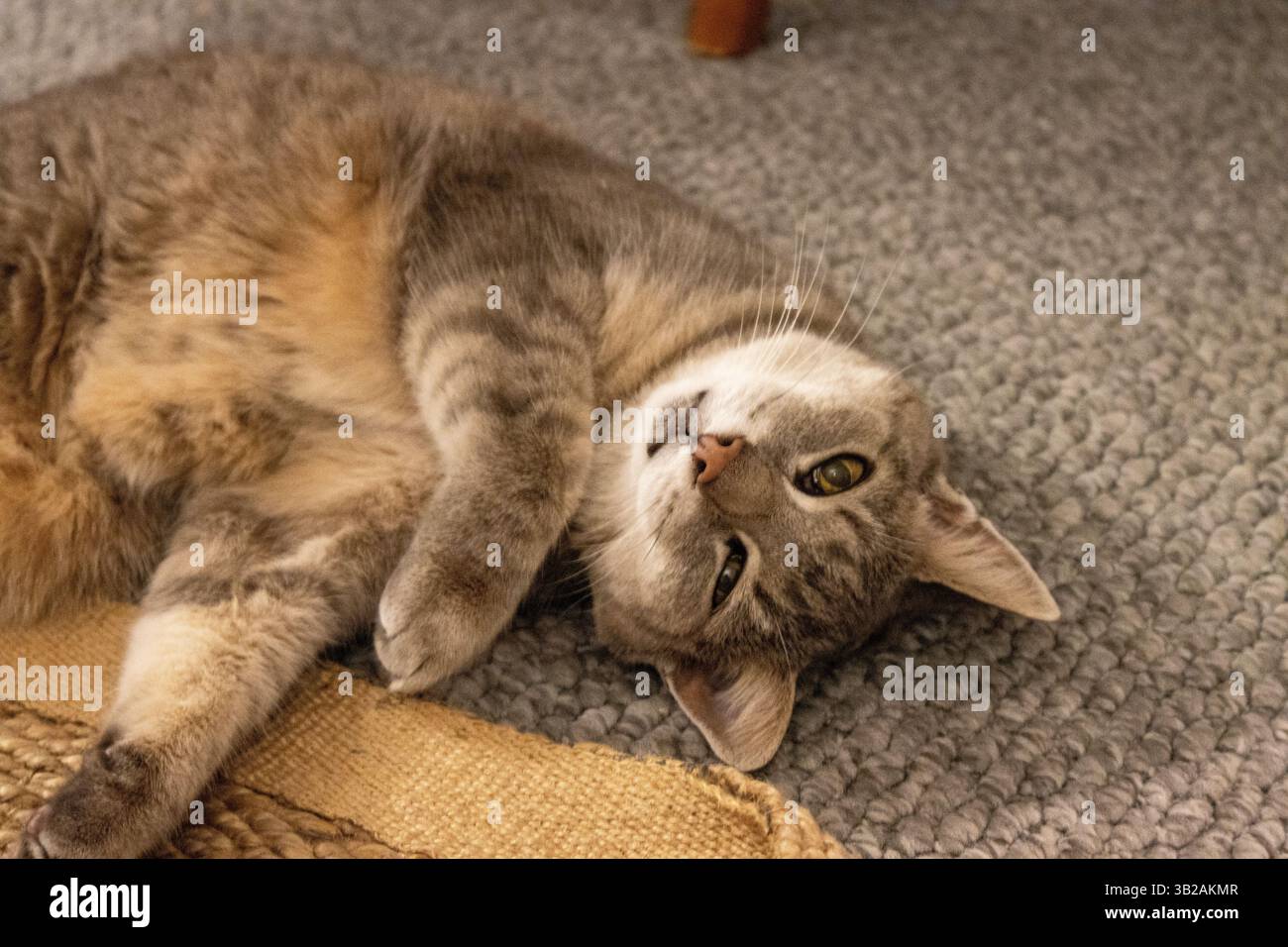 Silver Tabby Domestic Shorthair Cat dalla sua parte Foto Stock