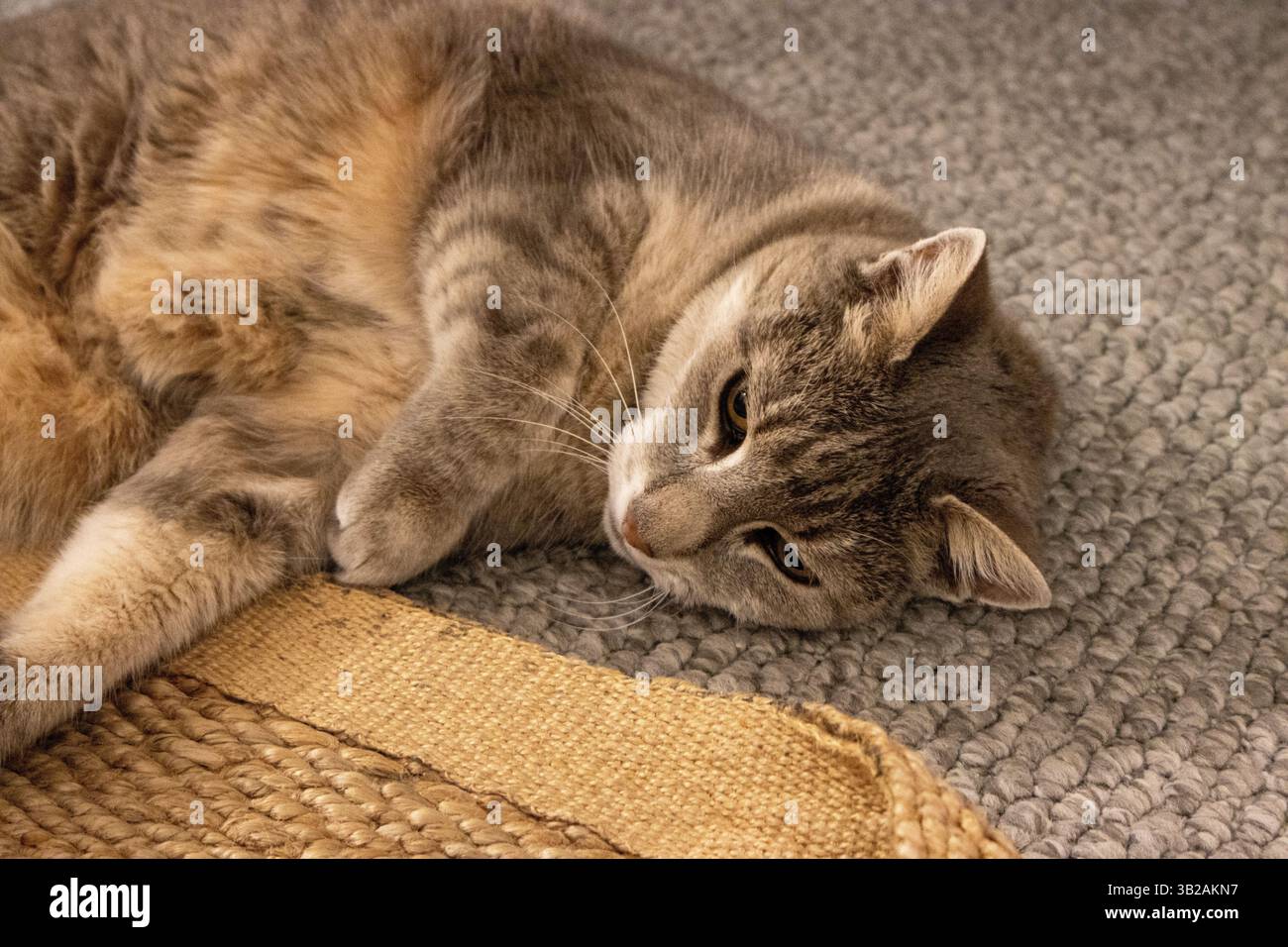Silver Tabby Domestic Shorthair Cat dalla sua parte Foto Stock