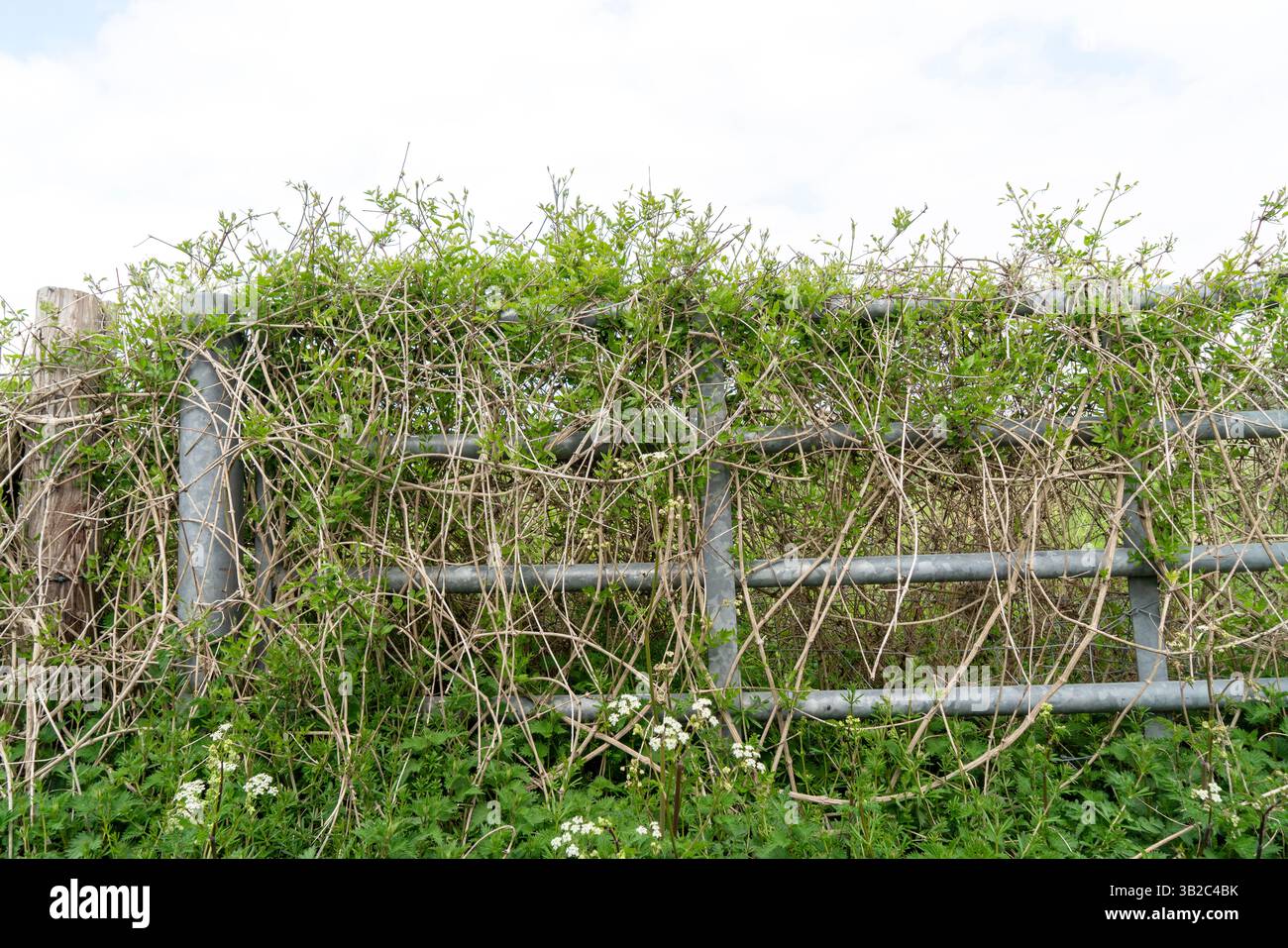 Clematis vitalba nonni barba superriduttore che cresce su cancello metallico galvanizzato Foto Stock