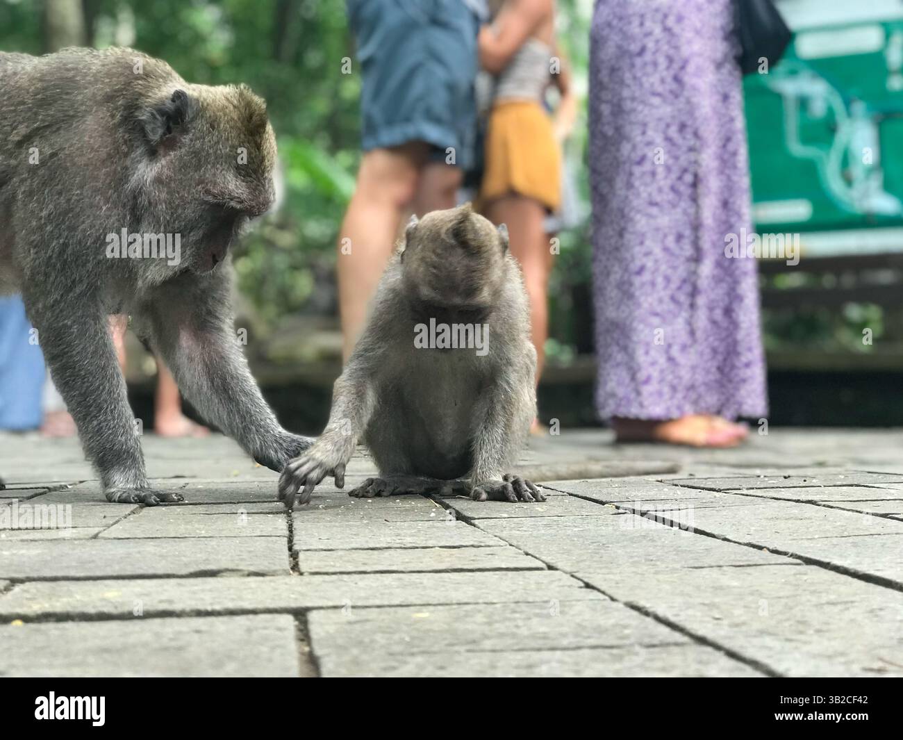 Macachi selvatici nel Santuario della Foresta delle Scimmie Sacre di Ubud, Bali. Una foresta tropicale e popolare destinazione turistica in Indonesia. Foto Stock