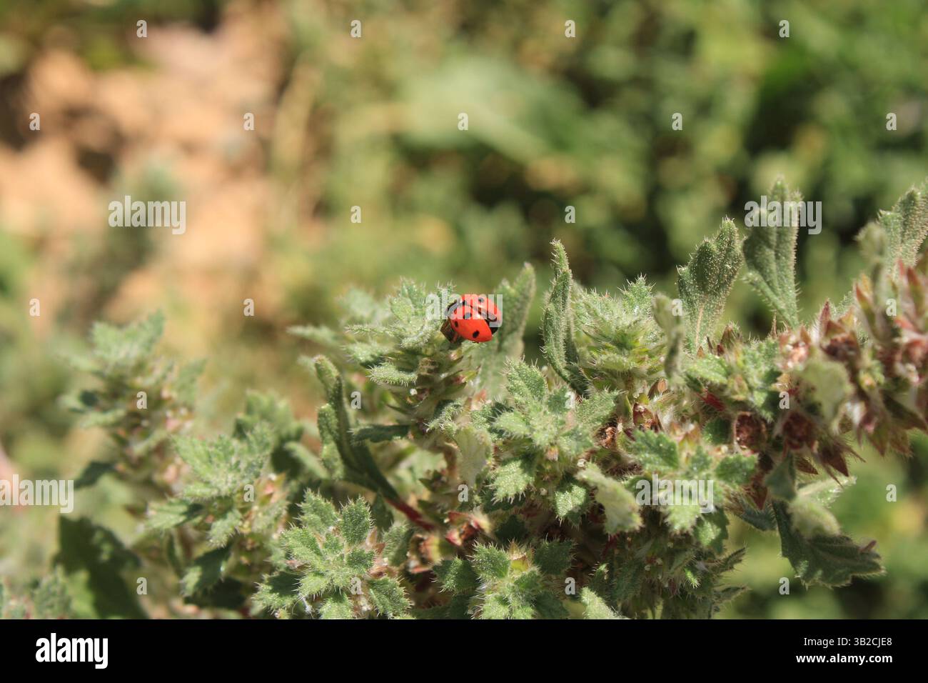 Coccinella comune, cocciniglia a sette punti, Coccinelle à sept Points - Coccinella septempunctata - Coleoptera, Coccinellidae, Insecta Foto Stock