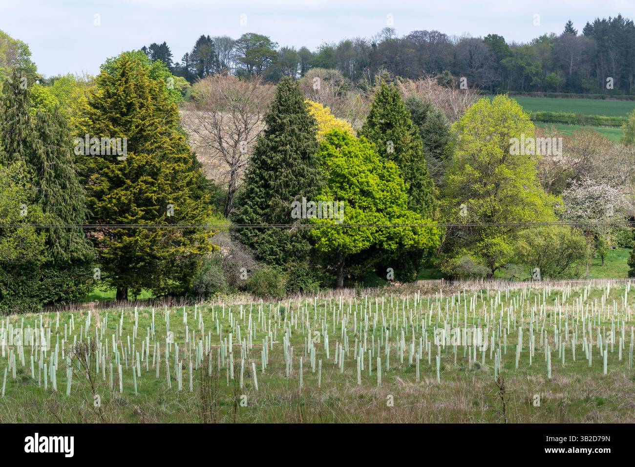 Piantare alberi in un campo nell'Hampshire, Inghilterra, Regno Unito. Vista di molti alberi piantati di recente in protezioni per alberi in plastica Foto Stock